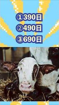 子牛が生まれて牛乳を生産するまで #豆知識 #酪農 #雑学#動物