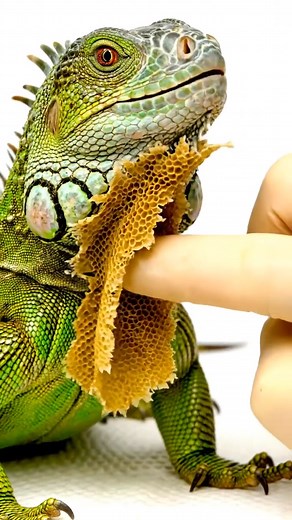 3.4K views · 13 reactions | “Lizard Transformation During Shedding ✨” #LizardChange #ReptileGlowUp #ShedProcess #AnimalLovers #NatureReels | Bearded Dragon Life | Facebook