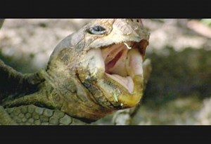 Survival of the Fittest