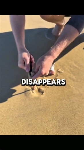 This strange creature lives under beach sand… and almost no one notices it 😳