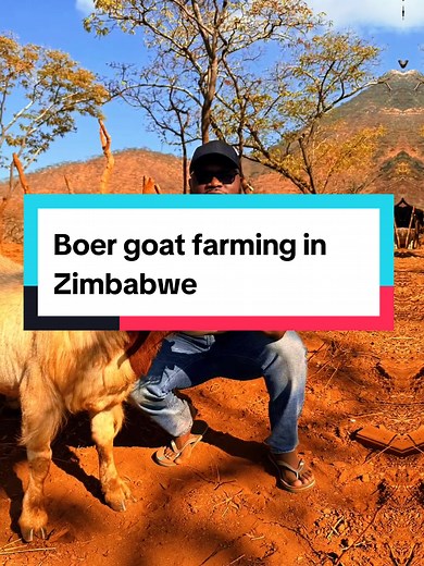 Boer Goat Farming Success in Zimbabwe