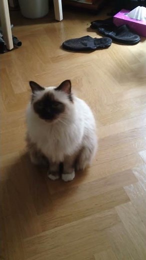 Birman Cat meowing