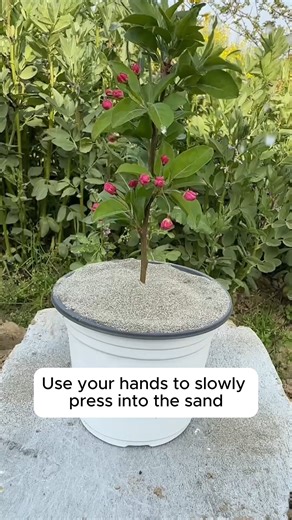 7.1K views · 15 reactions | Using onions to propagate plants #backyardgardening #gardeninglife #vegetablegardening #vegetablegarden #gardeningtips | Amazing Garden Lover | Facebook