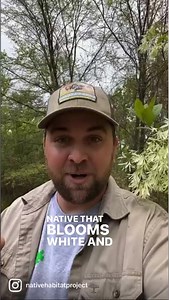 American Fringe Tree!! A True Southern Treasure!! #nativehabitatproject #plantnative #fringetree #nativeplants #trees | Native Habitat Project