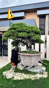 441 reactions · 14 shares | JUNIPER CUTTINGS MGA FOLLOWERS.. #bonsai | Romeo Antipuesto Jr | Facebook