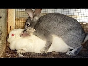 How to breed rabbits