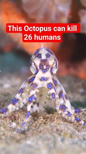The Blue-Ringed Octopus 🐙: Deadly Venom With No Antidote