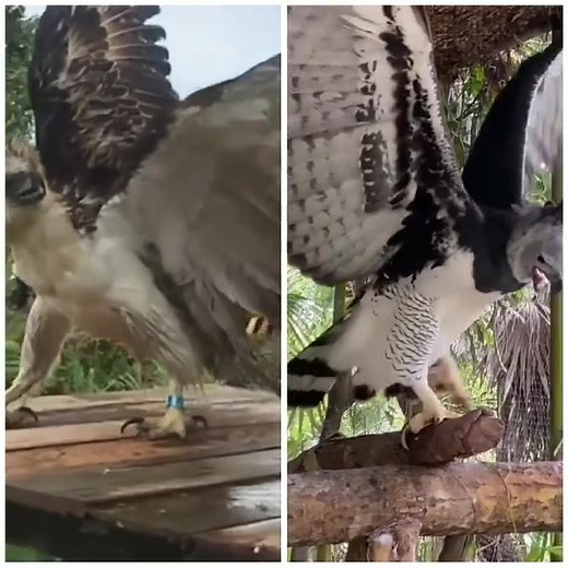 SanJo Daily on TikTok