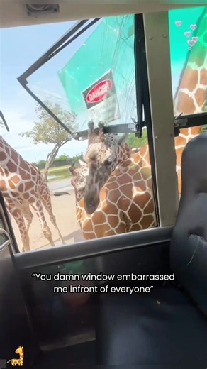 Funny Giraffe Moments