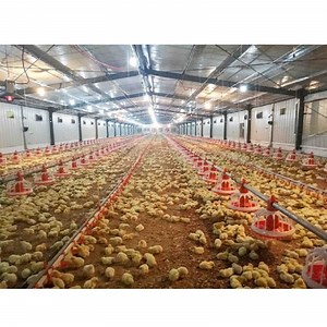 [Hot Item] Broiler Chicken Farm Automatic Poultry Farm Planning and Design