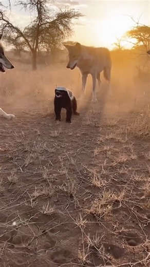 3 Wolves vs 1 Honey Badger… Who Wins? 😳