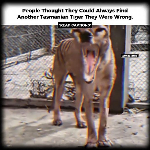 People thought they could always find another Tasmanian tiger... They were wrong.Read Description