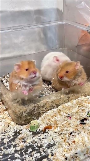 #Baby Golden-threaded bear#Little hamster#Long-haired bear#Cinnamon Golden Thread Bear#Ham