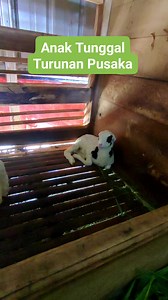 11K views · 132 reactions | Domba Garut Turunan Domba Pusaka #domba #sheep #goat #animal #hewan #binatang | Didin Sahidin New | Facebook