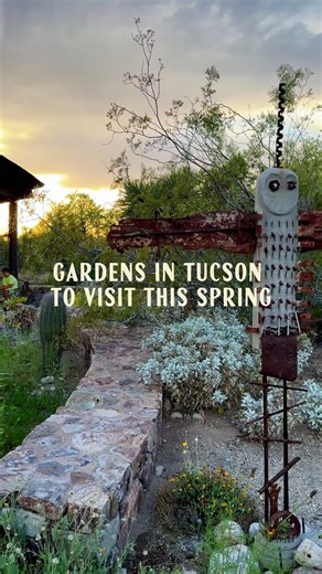 Explore Tucson's Beautiful Desert Gardens This Spring