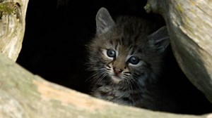 1.5M views · 763 shares | Skip to 1:15 to see the cutest baby animals. | National Geographic Animals | Facebook