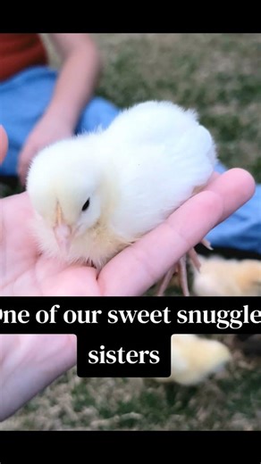 This chicken plays a mean game of uno! Meet Miss Mia!