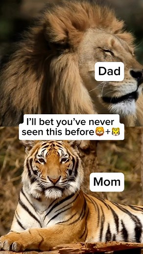 Wildlife Rescuers on Instagram: "Ligers are captivating big cat hybrids, born from the union of a male lion and a female tiger. These majestic creatures are known for their incredible size, surpassing both parent species. Ligers inherit a fascinating mix of traits from their parents, combining the lion’s mane and the tiger’s distinctive stripes.🦁🐯👶 Video by: kodyantle feel free to explore the gallery on this page where you can express your support, admiration, and indulge in your love for big