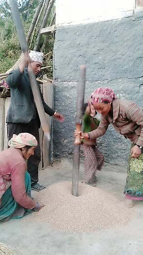 Traditional Grain Threshing Techniques in Rural Settings