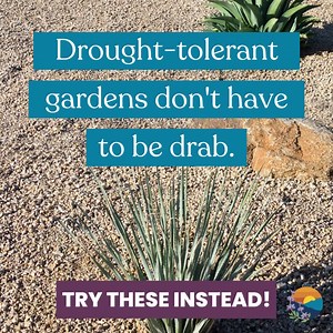 1.7K views · 749 reactions | Dream brighter than rock gardens!...