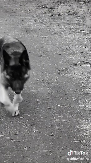 Chill with Kira: A Day in the Life of a German Shepherd