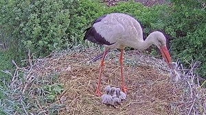 1.5M views · 10K reactions | White Stork~Male is eating the youngest chick #stork #birds #birdlovers #birdsofinstagram #birdlife #birdwatching | Animals Life | Facebook