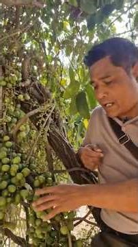 Sohsnam || Bloodfruits (Haematocarpus validus) bears heavily in Meghalaya