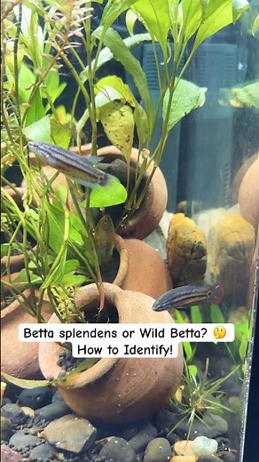 Most People Get This Wrong… Betta splendens or Wild? 👀