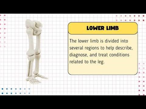 ANATOMICAL REGION;UL&UP—SITI FADHILAH
