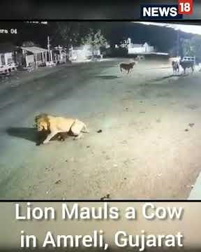Lion Attack Cow In Gujarat | Gujarat News | Lion Attack Cow Video | Viral Video |Shorts | CNN News18