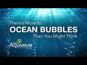 There's More to Ocean Bubbles Than You Might Think