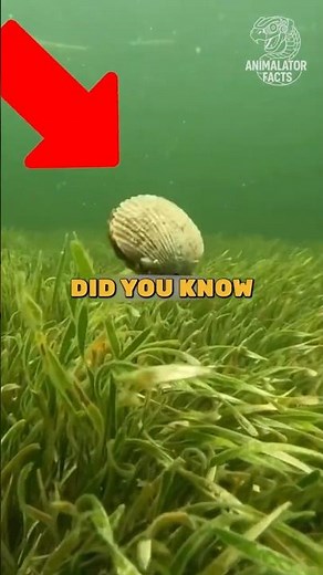 You Won't Believe How Clams Move Underwater 🦪