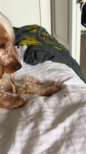 This house ain’t big enough for the both of em. #englishcocker #spaniel #cockerspaniel #dogsoftiktok #petsoftiktok