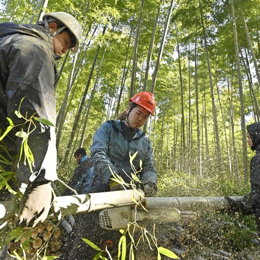 竹林に光、タケノコ育む　宇都宮・若山農場で「間伐」最盛期｜下野新聞デジタル