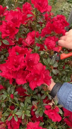 Don’t just let those blooms sit outside… bring them in! 🏡