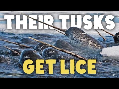 What Is The Narwhal Even Doing (with its tusk)?