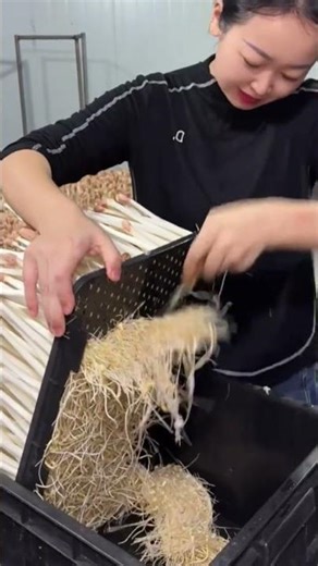 Leguminosae sprout cutting process