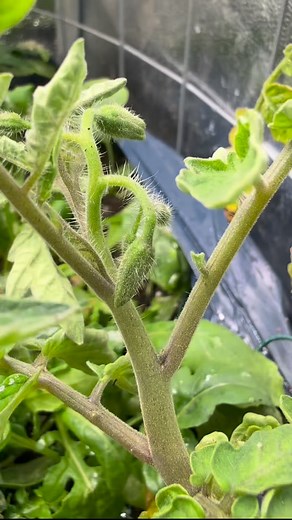🌱 Watch our indoor hydroponic tomatoes flourish as they start budding new flowers this November! 🍅 The controlled environment ensures healthy growth year-round, and these vibrant blooms are a promising sign of a bountiful harvest ahead. Witness the magic of hydroponics—no soil, just nutrient-rich water fueling these beautiful plants. Perfect for urban gardeners and indoor farming enthusiasts! 🌿 #HydroponicTomatoes #IndoorGardening #UrbanFarming #SustainableLiving #FreshProduce #HomeGrown #Tom
