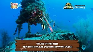 1.4M views · 119 reactions | Kinder Joy presents Natoons, 100% animal collection, in association with Discovery channel. Let your kids Learn about Animals and spark their creativity and imagination on Applaydu. Watch this video and learn something awesome about Moorish Idol! Kinder #KinderJoy #Natoons #Applaydu #Discovery #DiscoveryChannel #DiscoveryChannelIndia #DiscoveryChannelIn | Discovery Channel India | Facebook