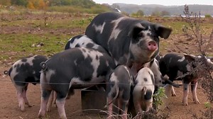 AI decodes oinks and grunts to keep pigs happy