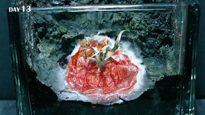 Tomato sprouting from fruit (52 days time lapse)