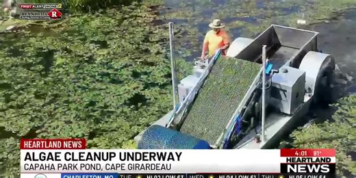 Algae cleanup underway