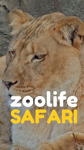 What has the pride been up to? 女✨ Our African lion pride has been incredible! Watch these majestic big cats showcase their power, grace, and family bonds. Pure safari royalty!  Captivate your classroom only on zoolife. Learn more at zoolife.tv/educators #africanlionsafari #africanlion #lions #lioness #bigcats #zoolife #edtech #teacherresources #educationresources #animaleducation #teacherlife #STEM #wildlifeeducation#education | zoolife | Facebook