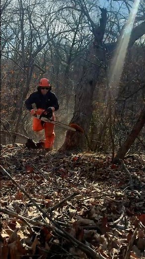 A Day in the Woods #treecutting #forestry #treeremoval #park #forest #stihl