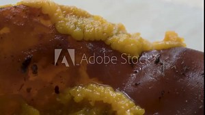 Schleimpliz oder Blob (Physarum polycephalum)