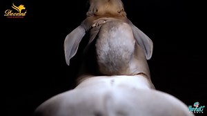 110K views · 7.8K reactions | ہمیں شوق سے محبّت ہے ، محبّت سے ذیادہ  Contact# 0321-3333346 PRESENTING THE OFFICIAL TEASER TRAILER OF DECENT CATTLE FARM'S MAGNIFICENT COLLECTION 2021  A TEASER NEVER SEEN BEFORE IN CATTLE INDUSTRY , THE SCENES AND GAME IS ONNNNN  ❤️ DECENT CATTLE FARM ❤️ MA SHAA ALLAH  | Cattle Craze.ρK | Facebook