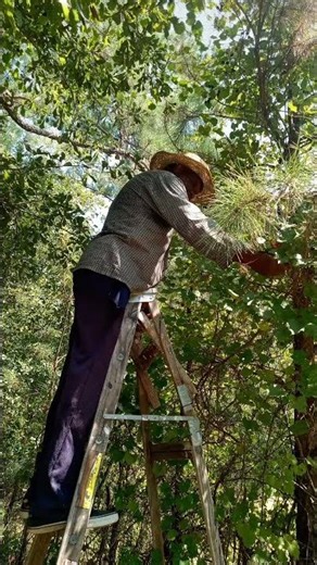 Muscadines On The Vines 🍇 #southernheritage #familyharvest #southcarolina