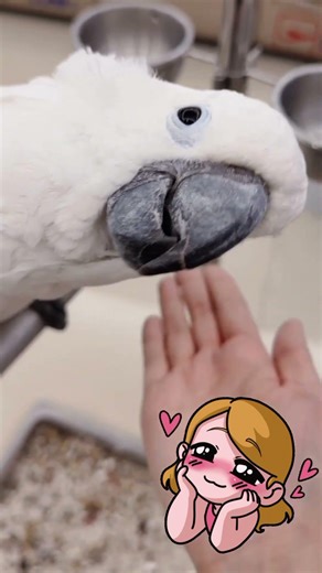 cute cockatoo #parrot #talkingparot #parrotlover #pets #animallovers