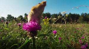 2M views · 3.7K reactions | A tiny harvest mouse makes a daring escape from a predator. Incredible. #PlanetEarth2 | BBC One | Facebook