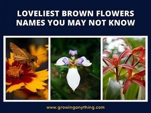 30 Loveliest Brown Flowers Names You May Not Know